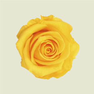 Preparované / trvácne ruže 